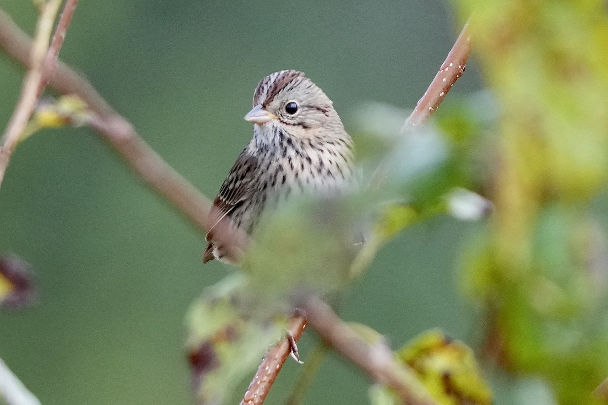 Lincoln's Sparrow - ML609604876