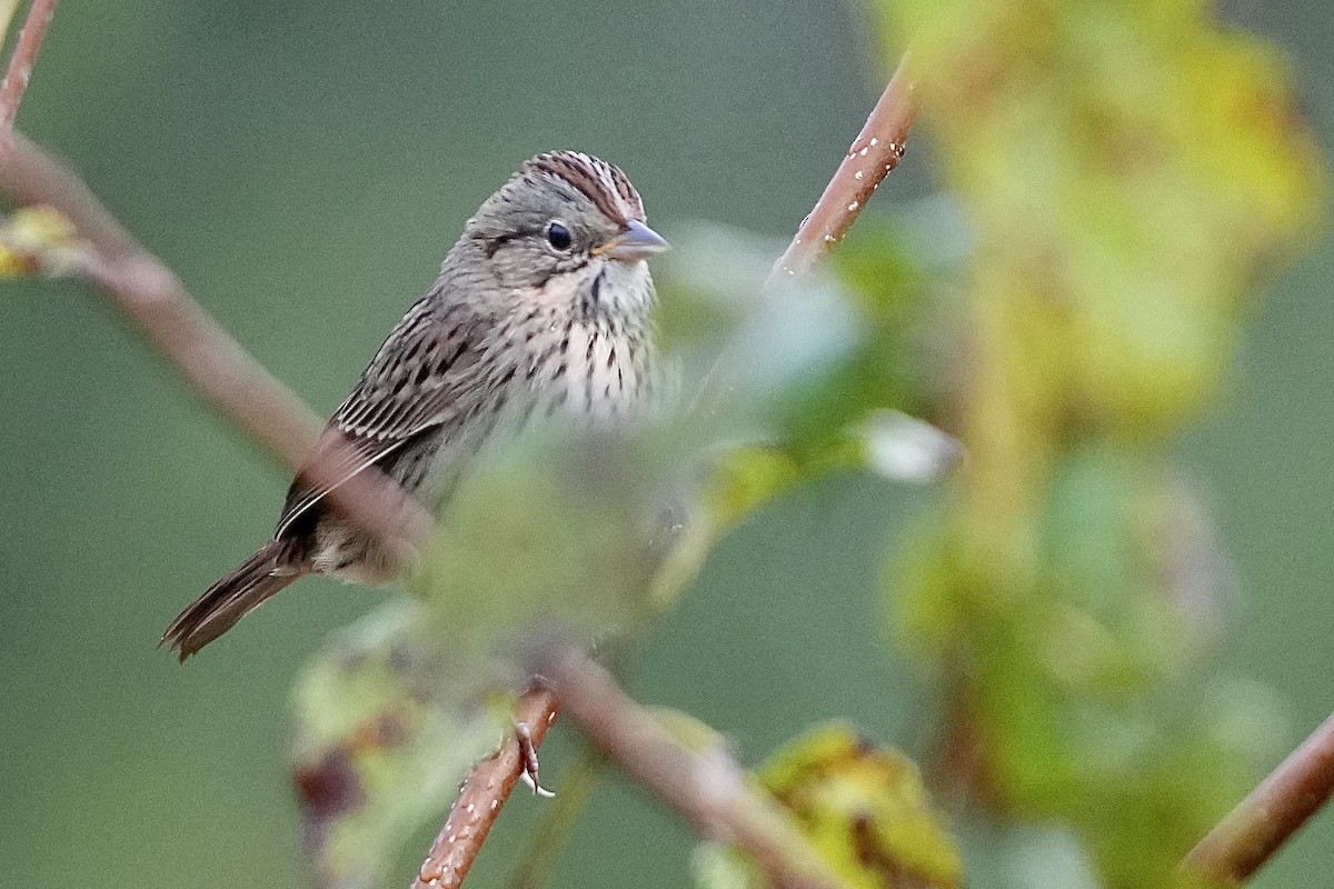 Lincoln's Sparrow - ML609604877