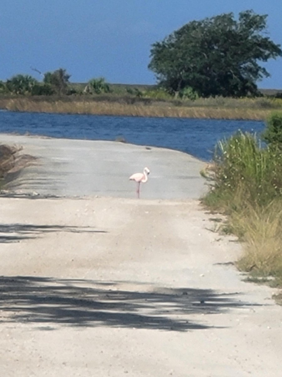 American Flamingo - ML609604913