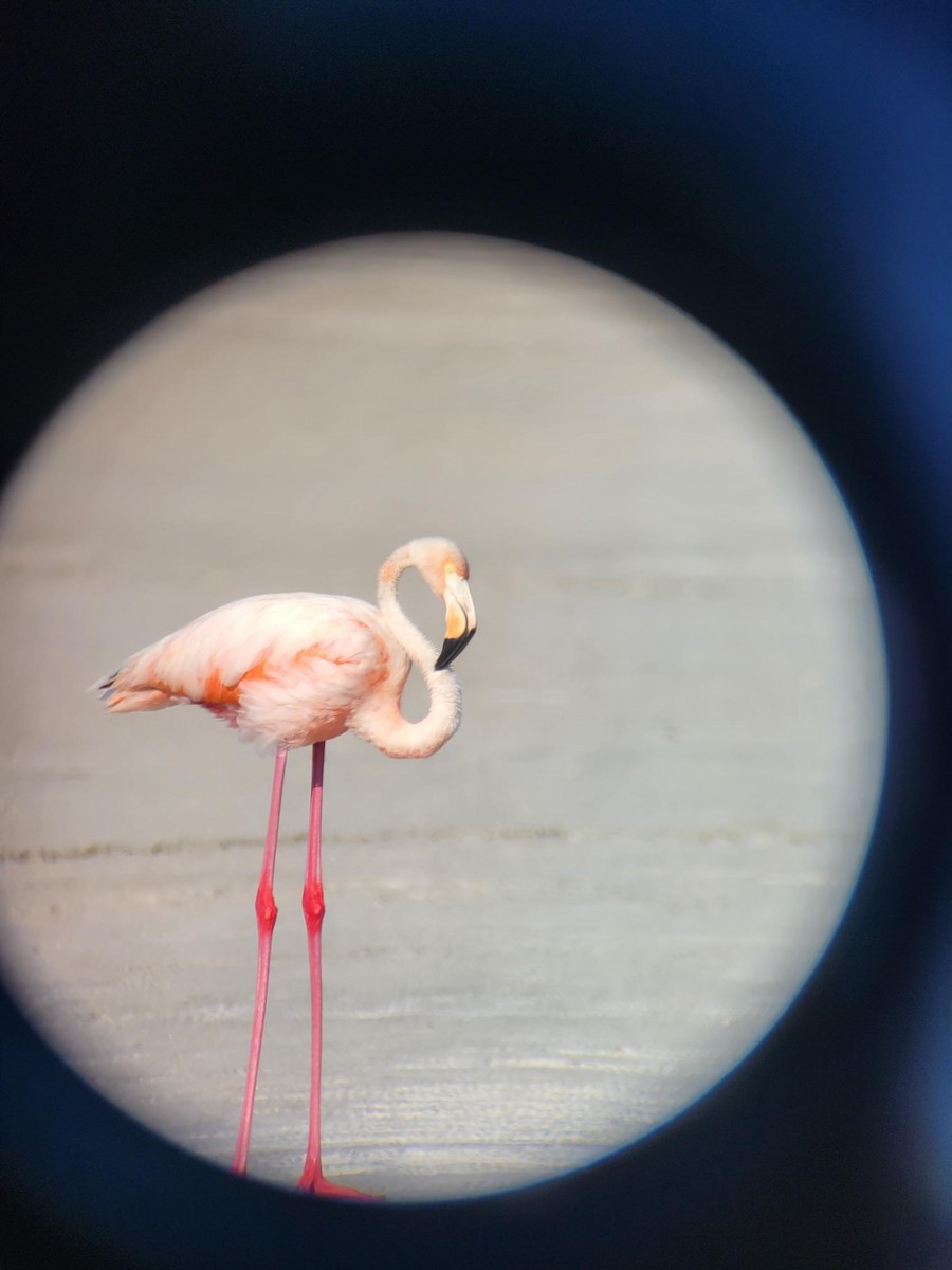 American Flamingo - ML609604914