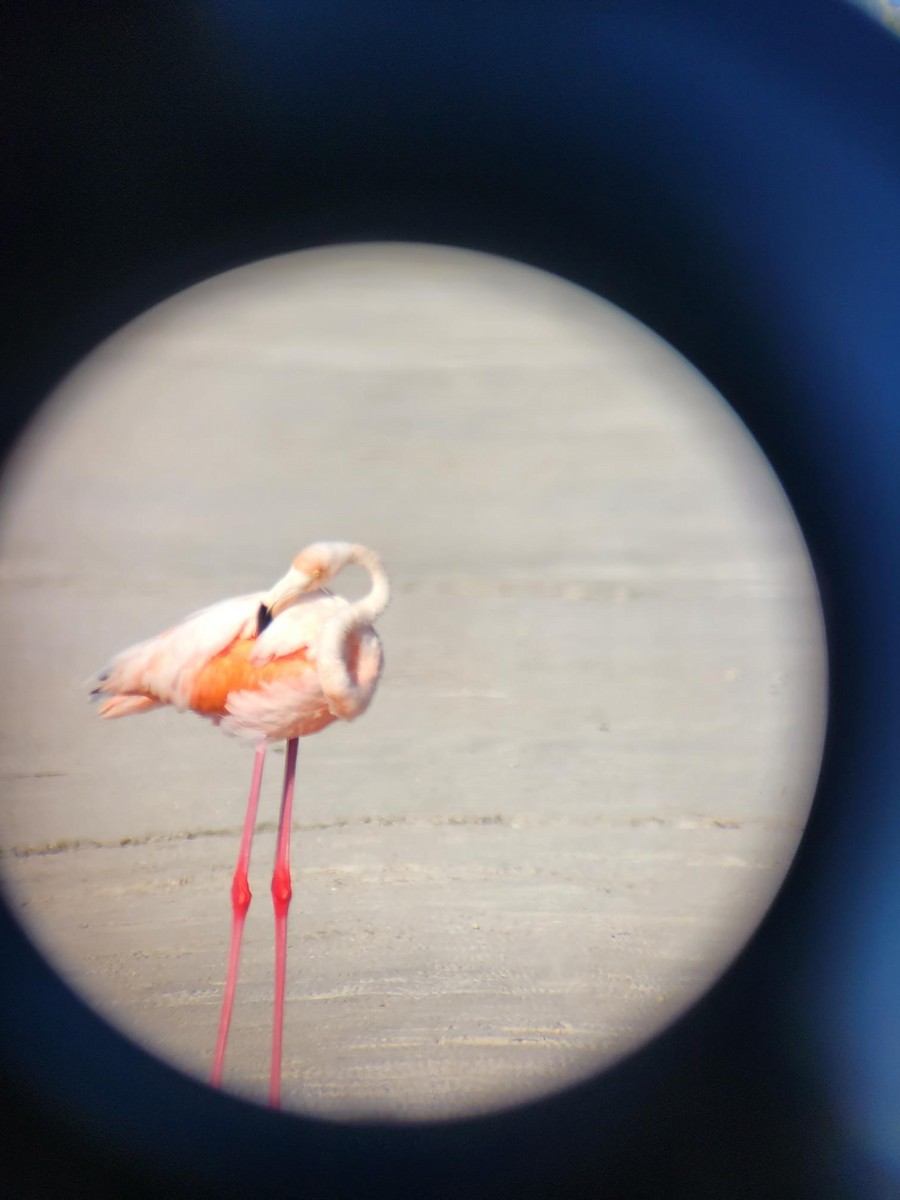 American Flamingo - ML609604915