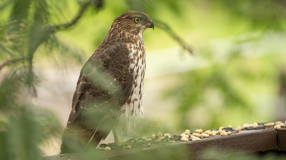 Cooper's Hawk - ML609604944