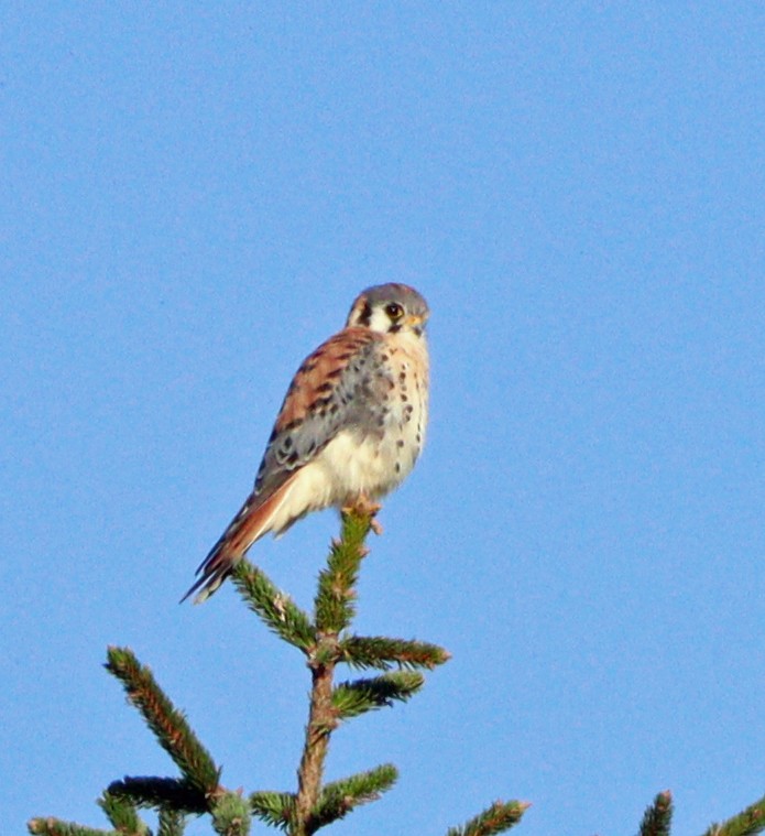 American Kestrel - ML609605129