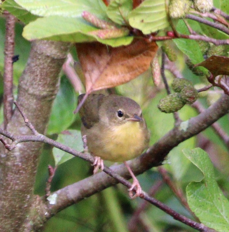 Weidengelbkehlchen - ML609605136