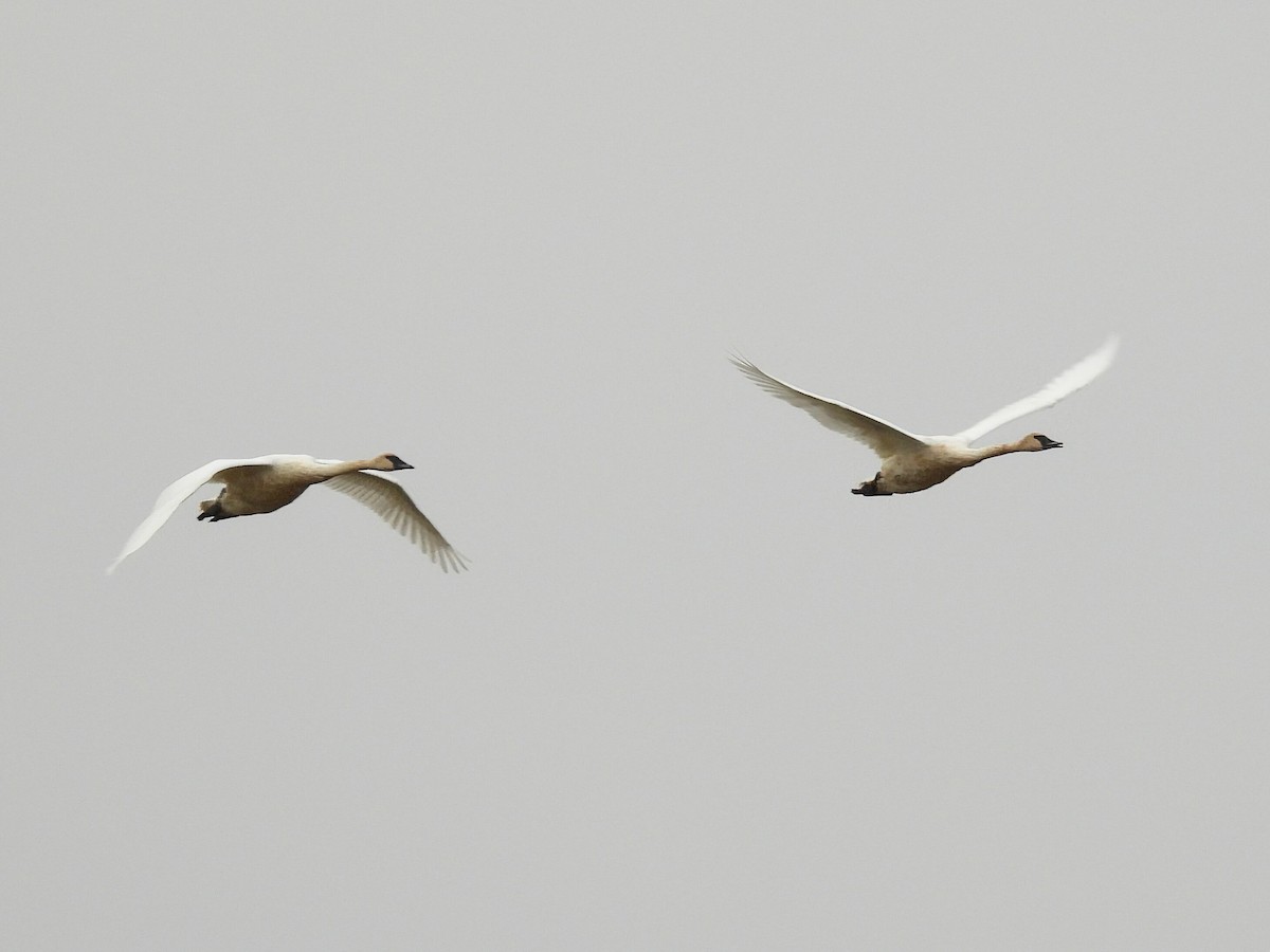 Trumpeter Swan - ML609605145