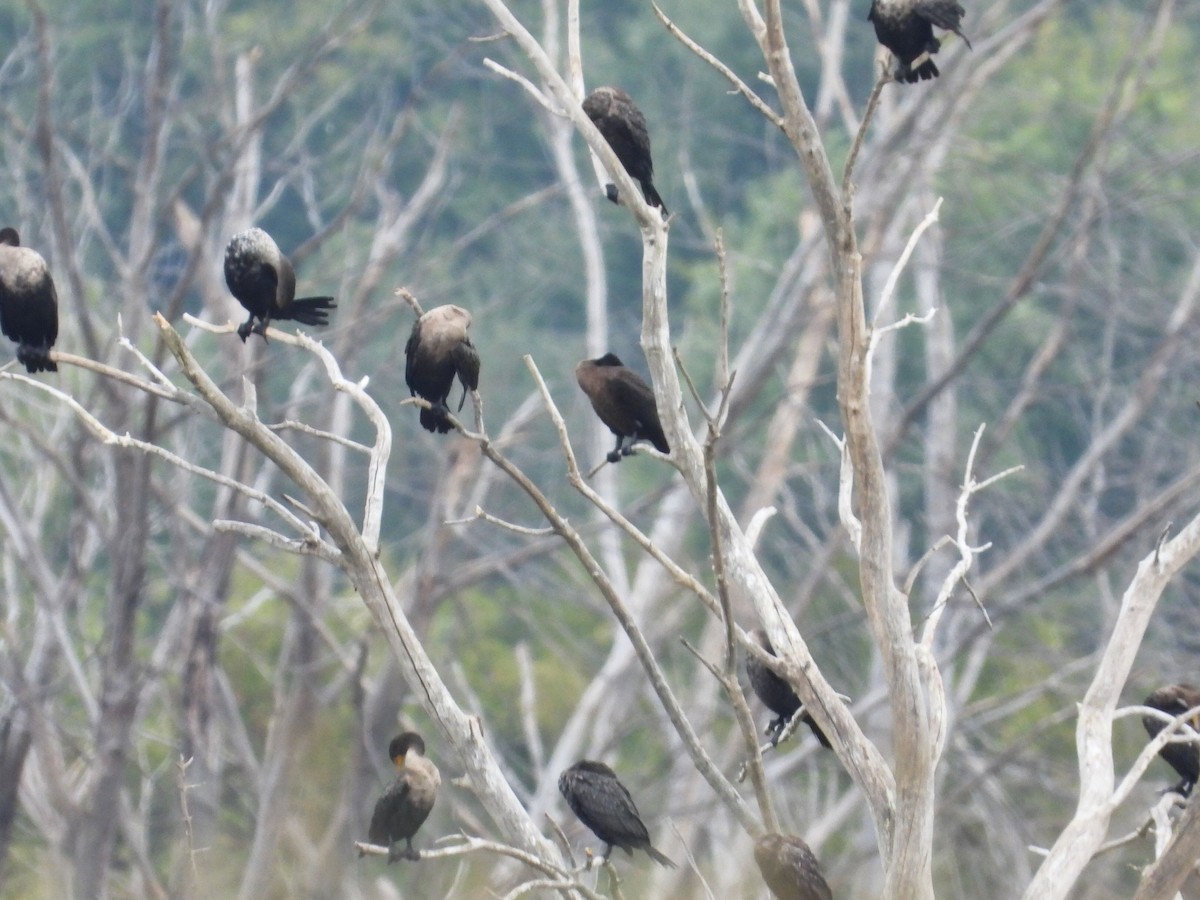Double-crested Cormorant - ML609605188