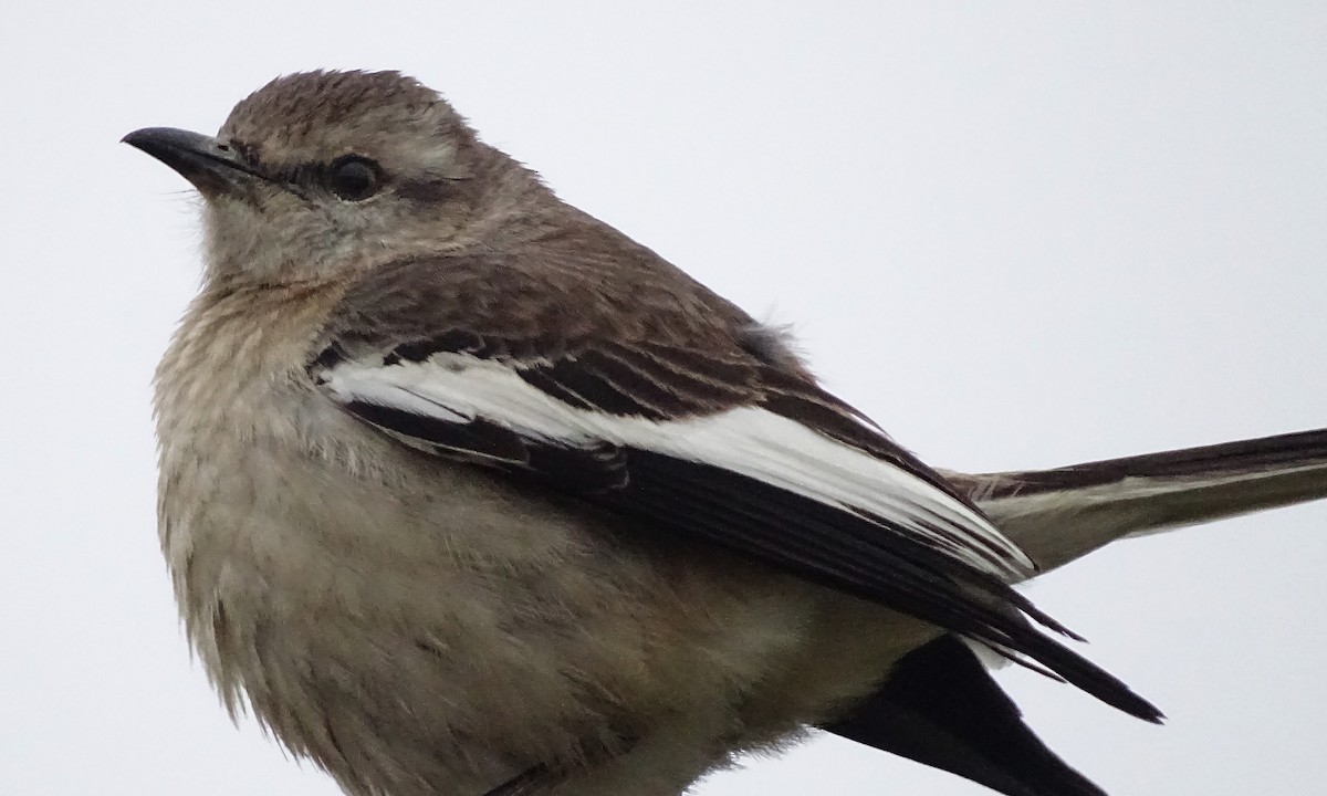 White-banded Mockingbird - ML609605268