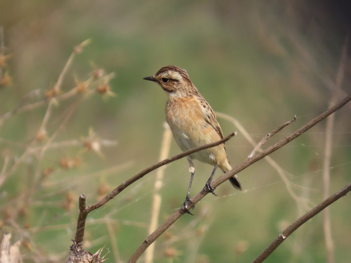Whinchat - ML609605280