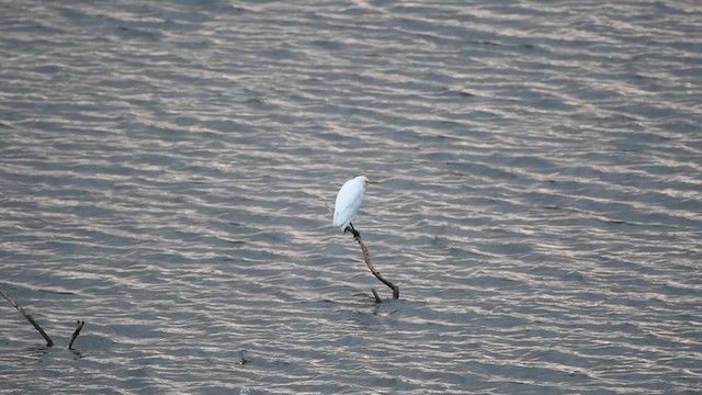 Western Cattle Egret - ML609605306