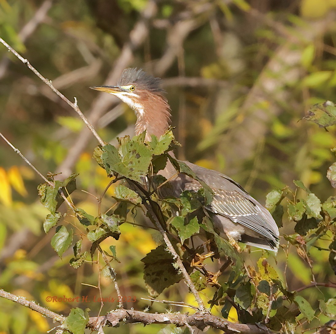 Green Heron - ML609605396