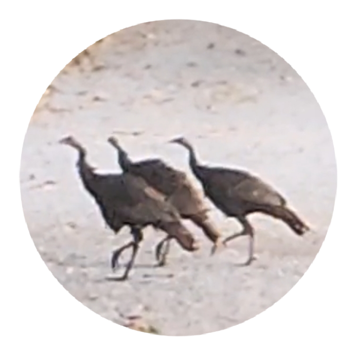 Wild Turkey - ML609605520