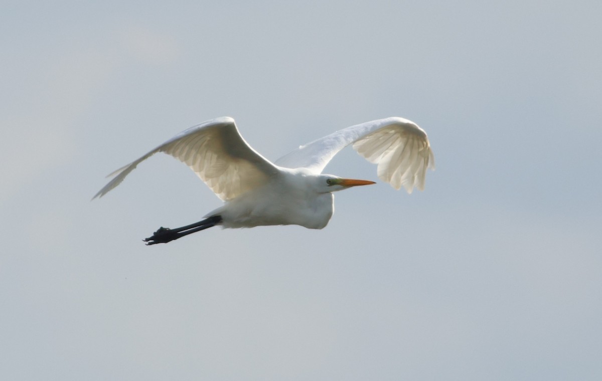 Great Egret - Jan Harm Wiers