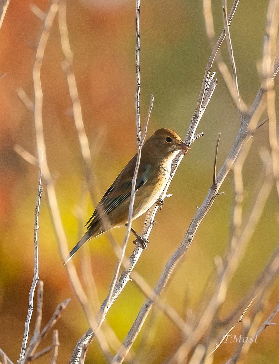 Indigo Bunting - ML609605657