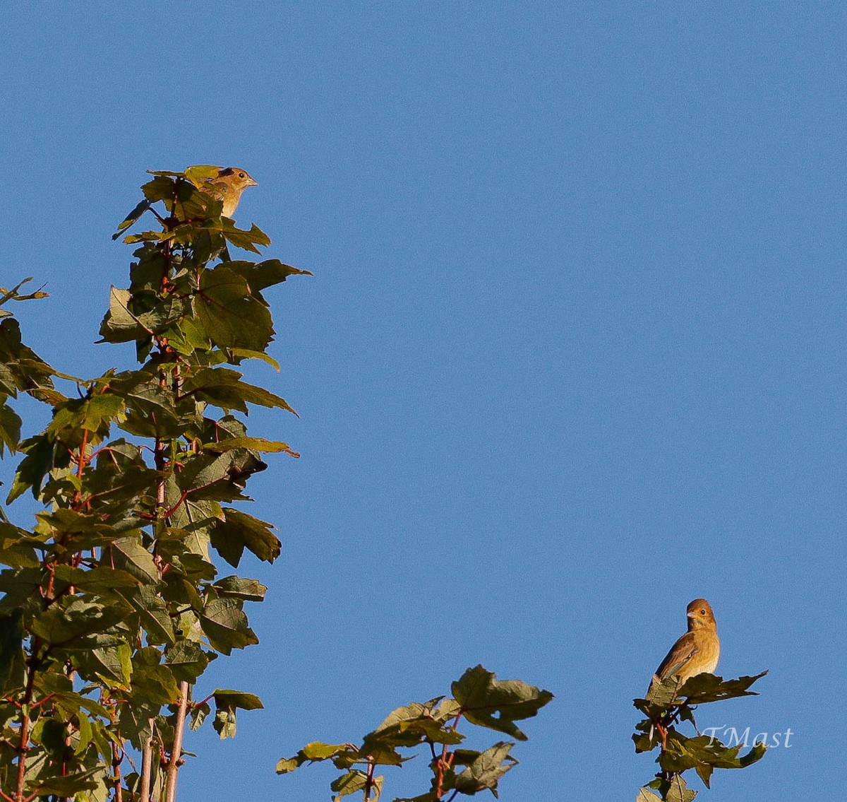 Indigo Bunting - ML609605661