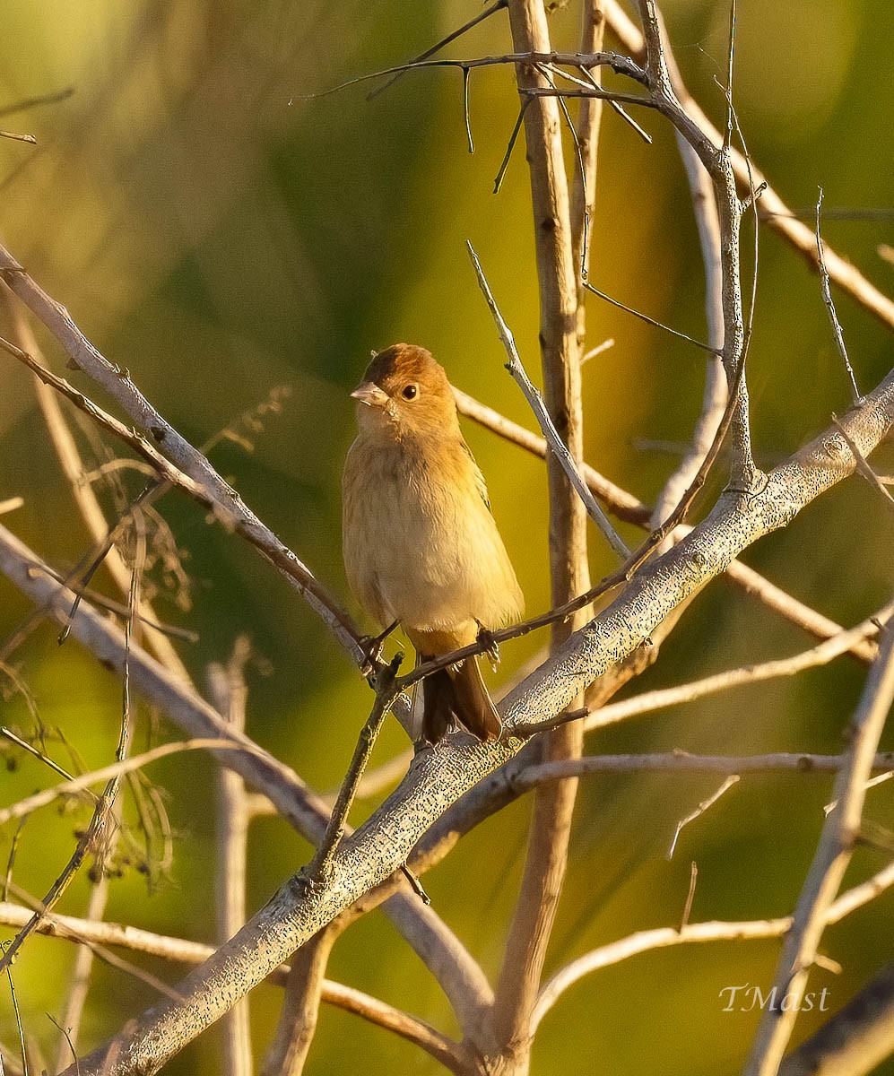 Indigo Bunting - ML609605662