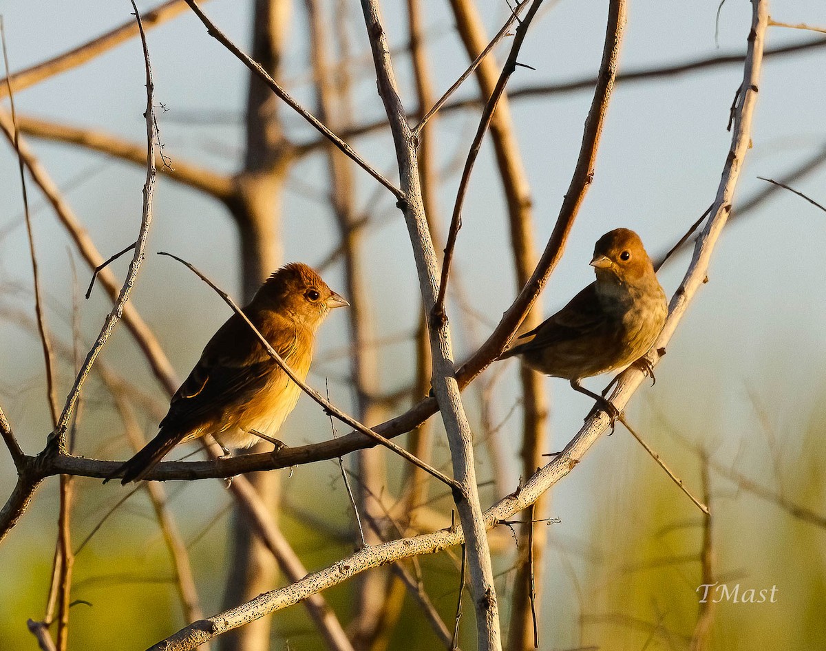 Indigo Bunting - Tom Mast