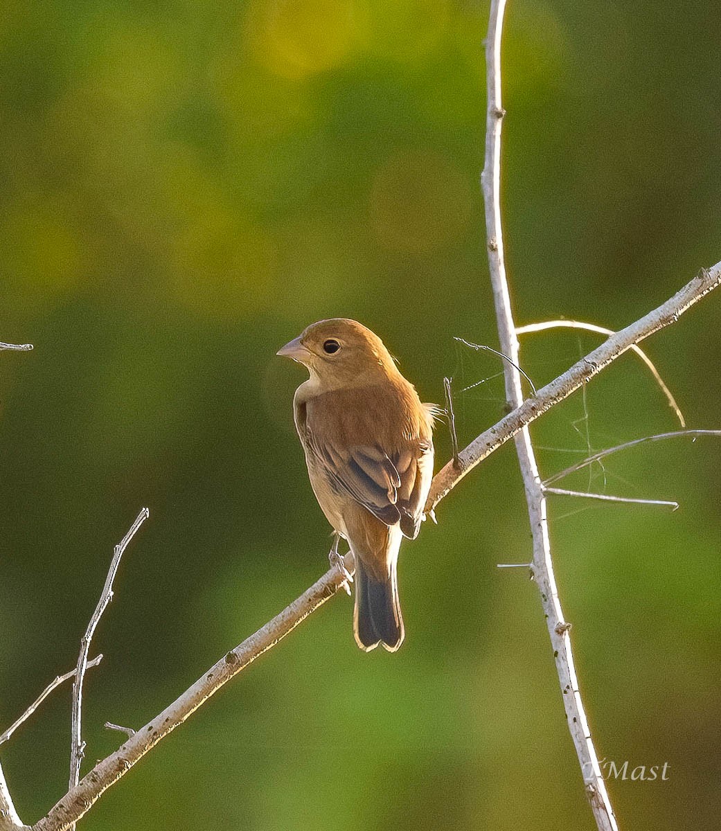 Indigo Bunting - ML609605664