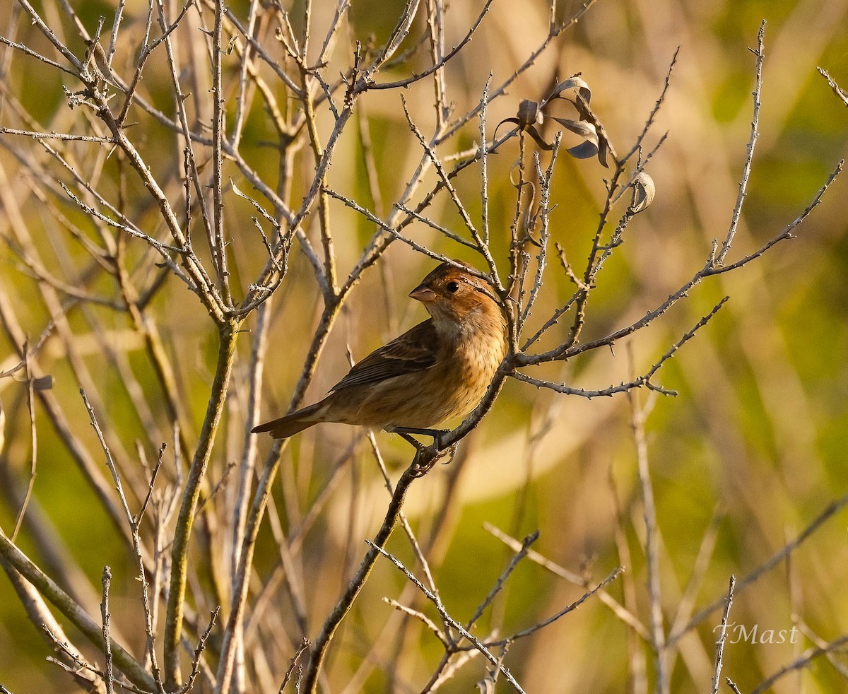 Indigo Bunting - ML609605665