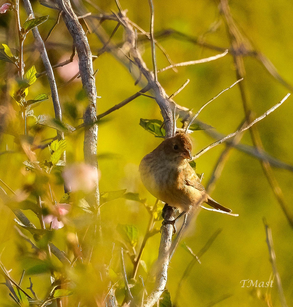 Indigo Bunting - ML609605666