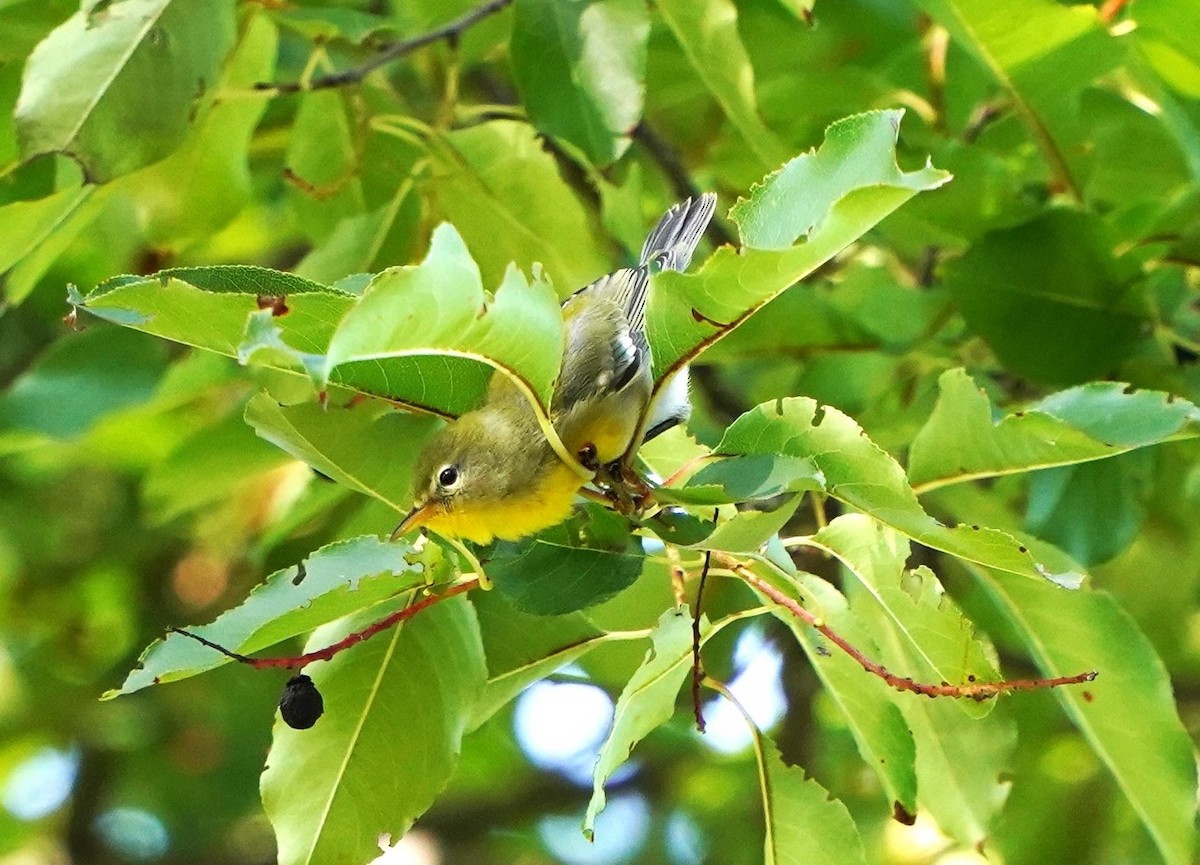 Northern Parula - ML609605714