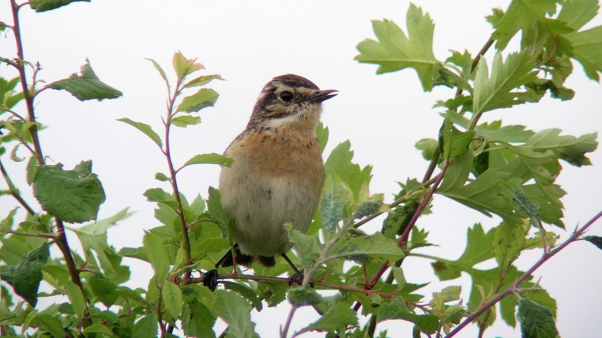 Whinchat - ML609605726