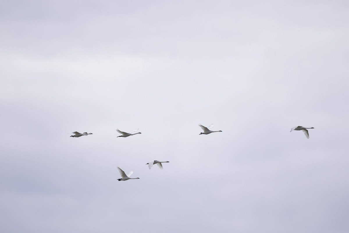 Tundra Swan - Brock Gunter-Smith