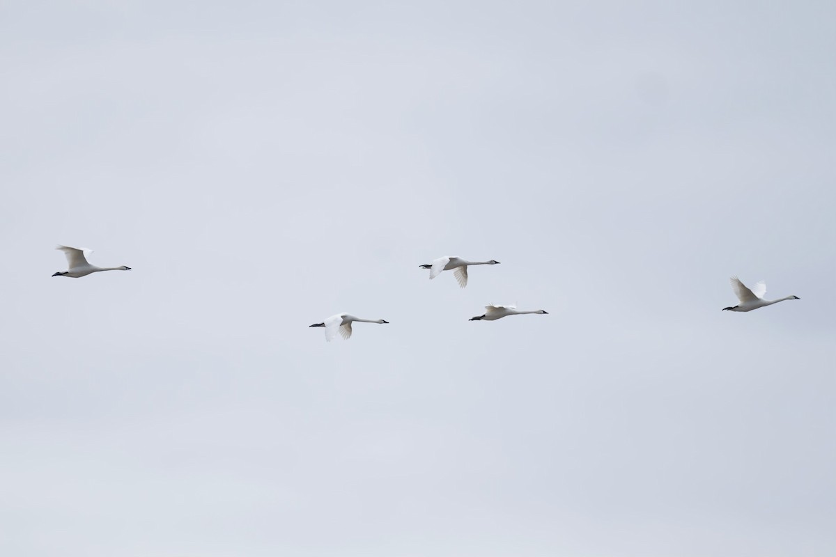 Tundra Swan - ML609605741