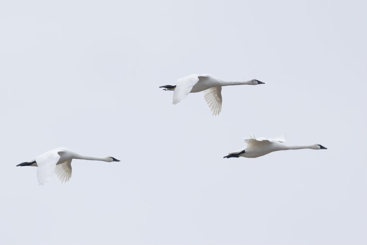 Tundra Swan - Brock Gunter-Smith