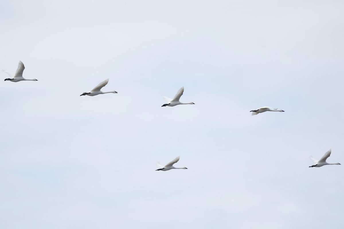 Tundra Swan - ML609605743