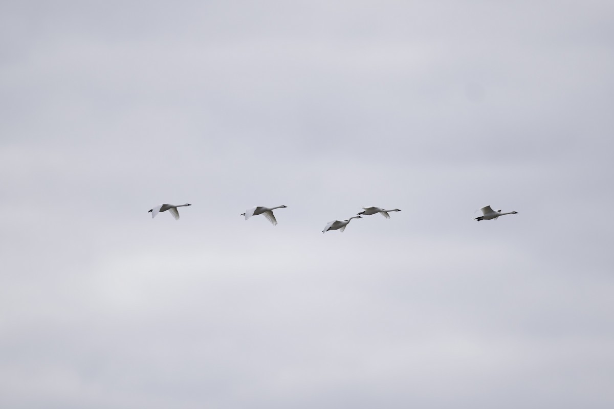 Tundra Swan - ML609605745