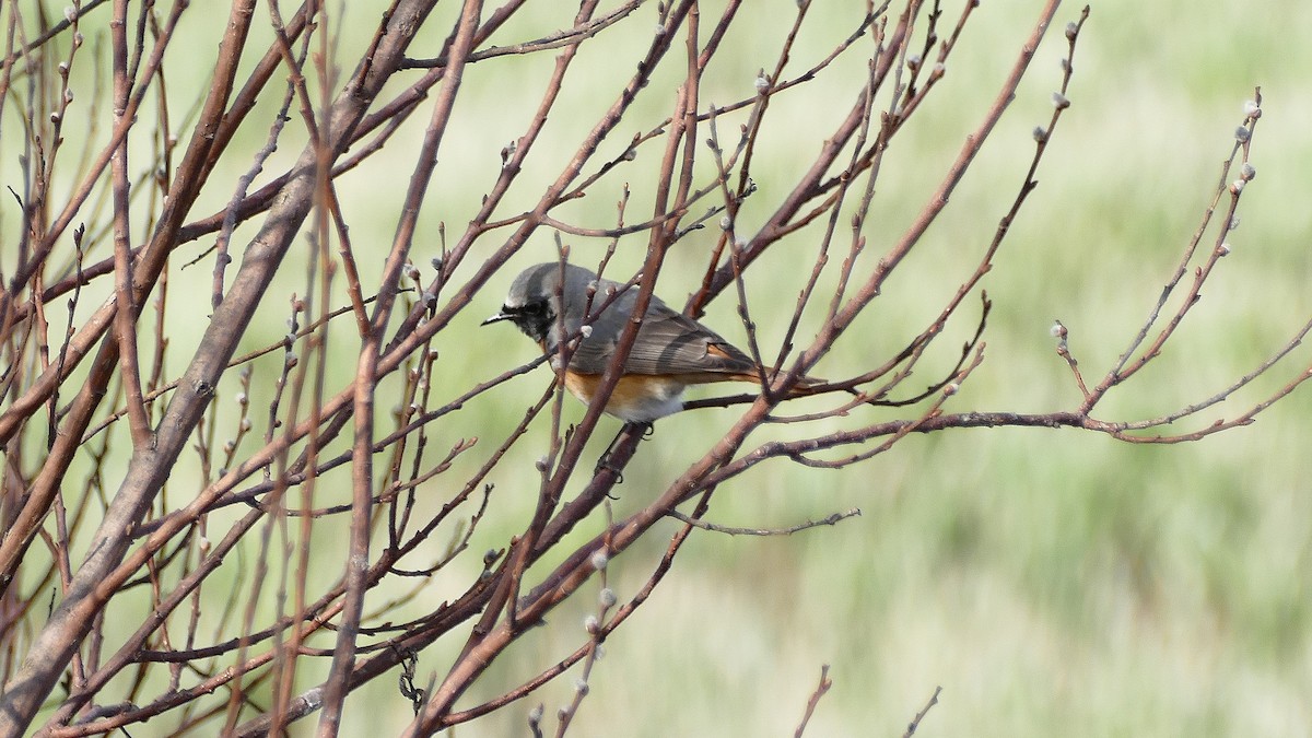 Common Redstart - ML609605789