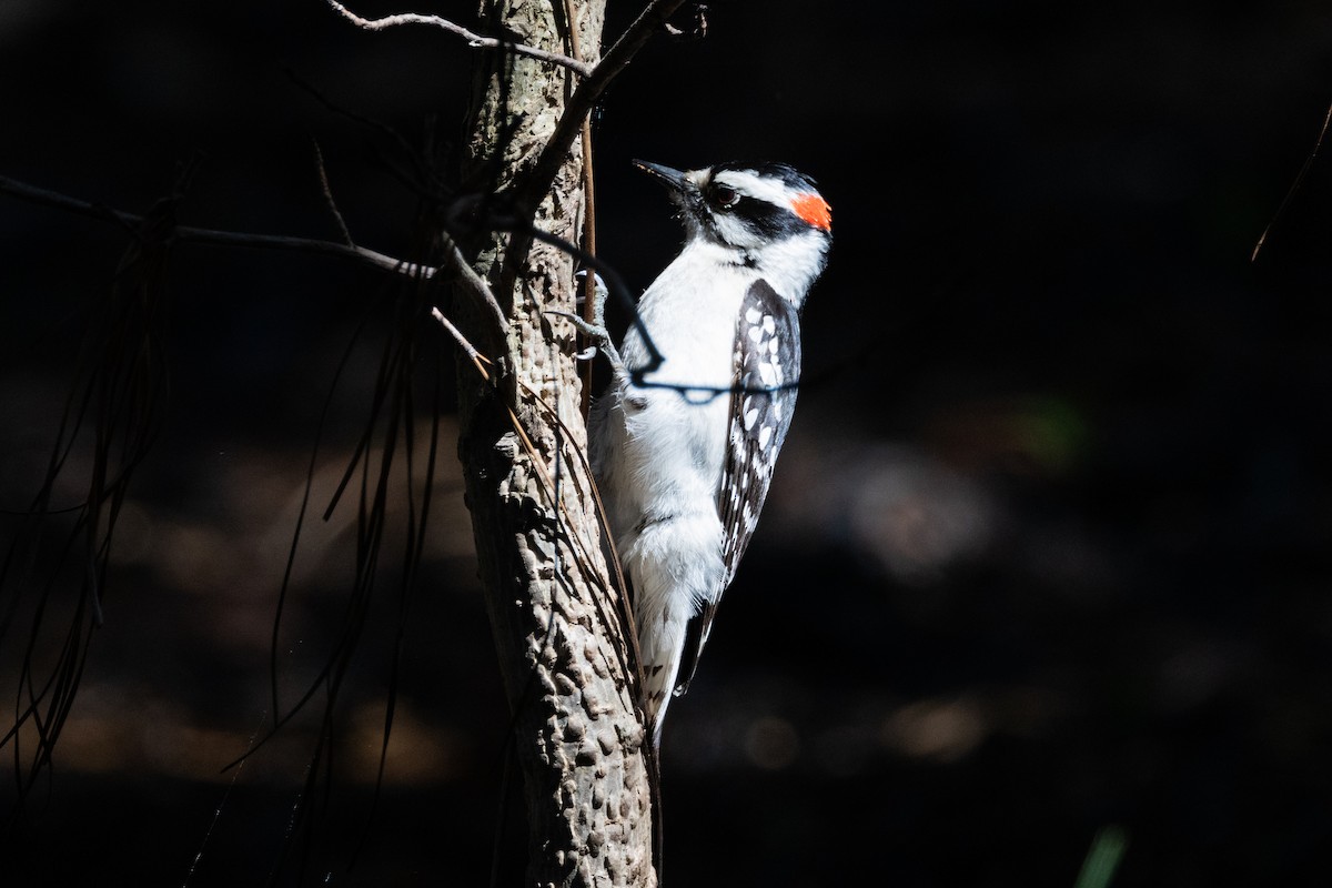 Downy Woodpecker - ML609605804
