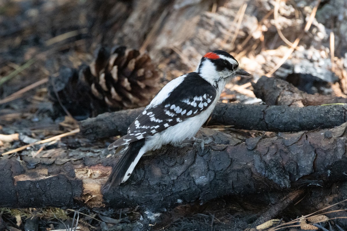 Downy Woodpecker - ML609605806