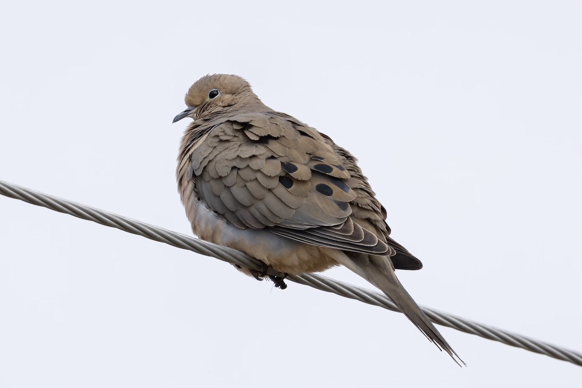 Mourning Dove - Brock Gunter-Smith