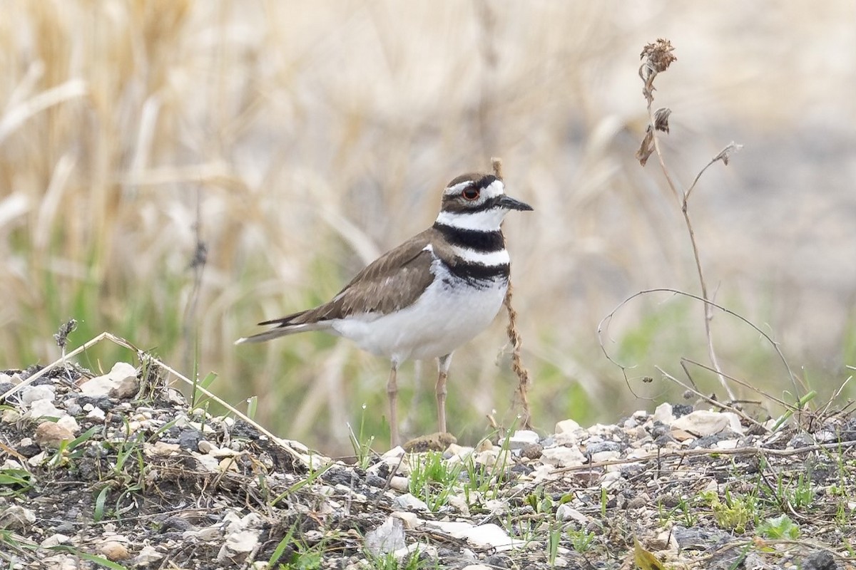 Killdeer - Brock Gunter-Smith