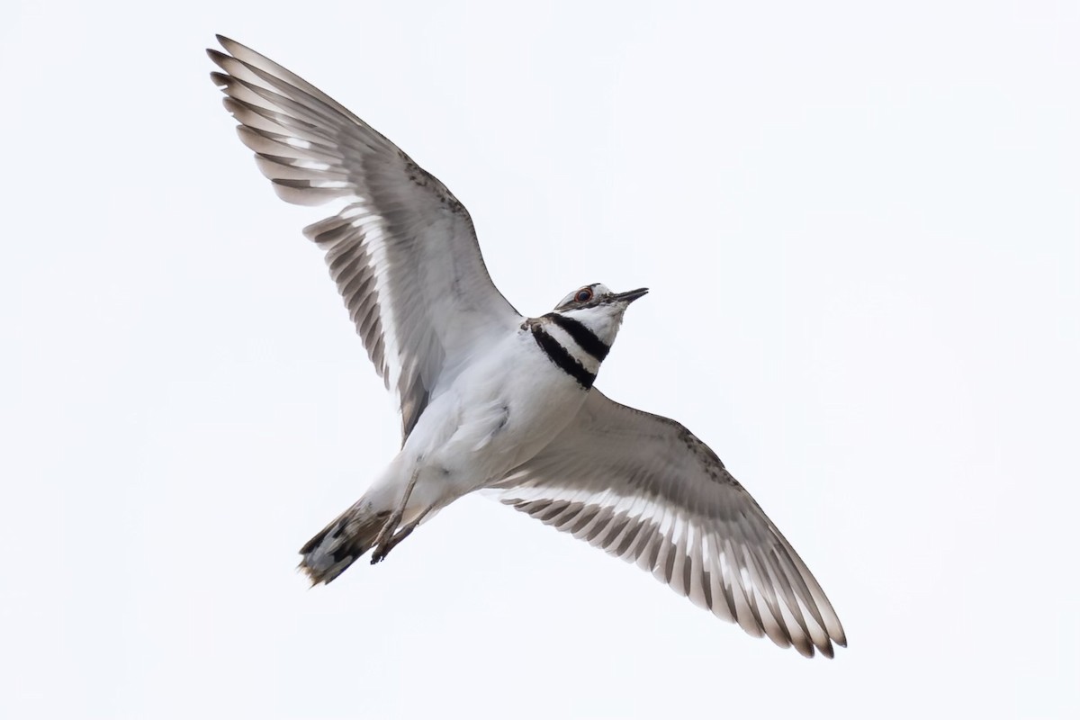 Killdeer - ML609605826