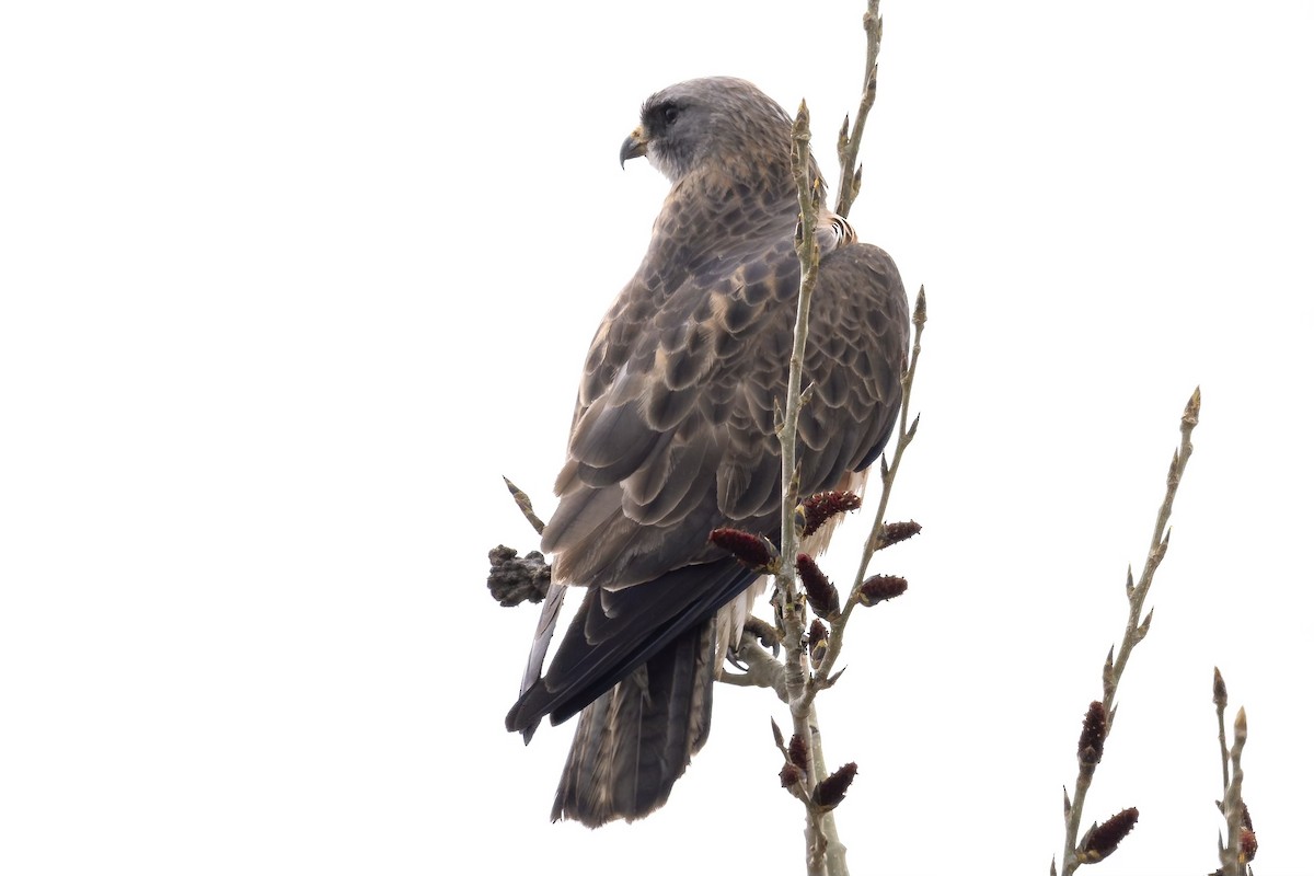 Swainson's Hawk - ML609605840