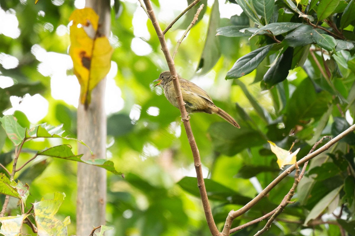 Gray Greenbul - FELIX-MARIE AFFA'A