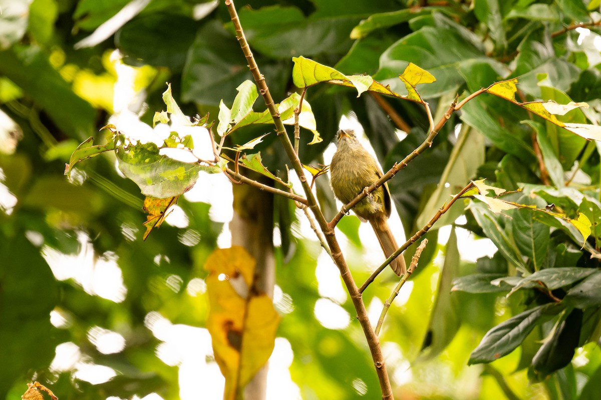 Gray Greenbul - FELIX-MARIE AFFA'A