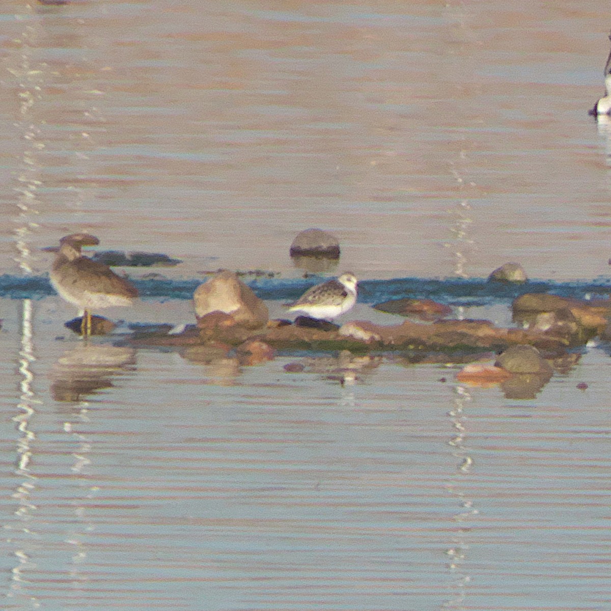 Bécasseau sanderling - ML609605880