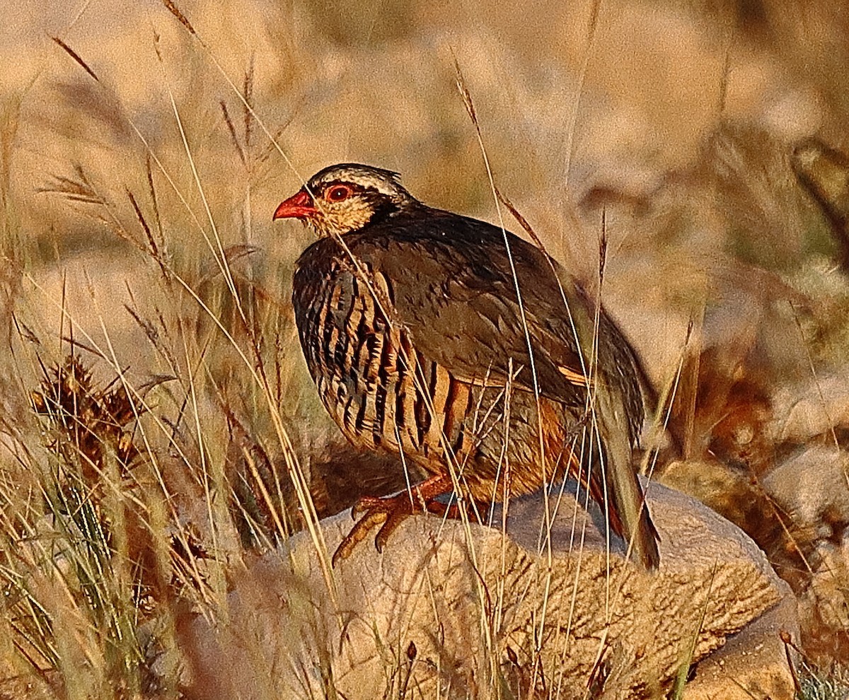 Rock Partridge - Brian Cox