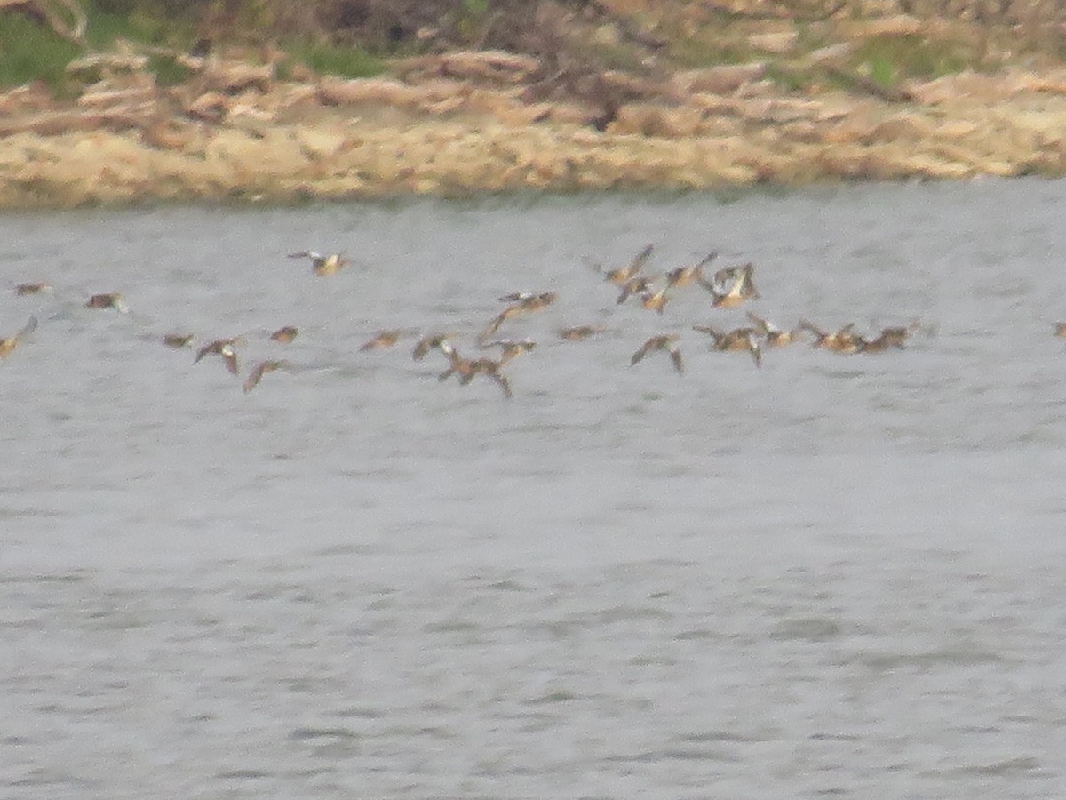 Blue-winged Teal - Nathaniel Keyse