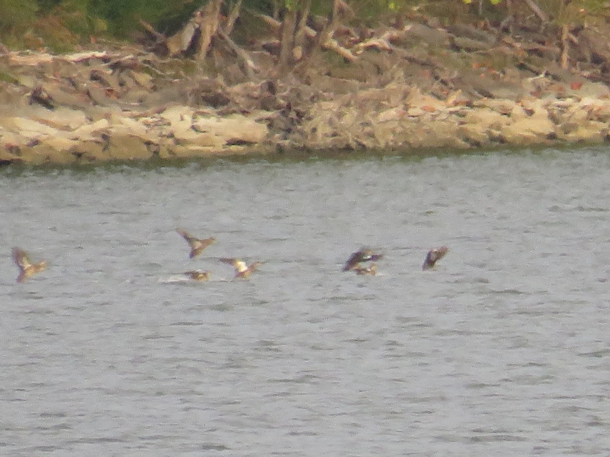 Blue-winged Teal - Nathaniel Keyse