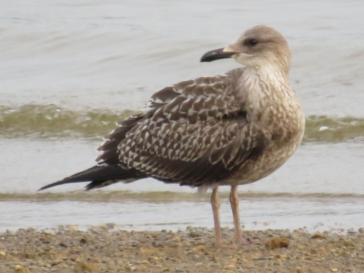 Lesser Black-backed Gull - ML609605995