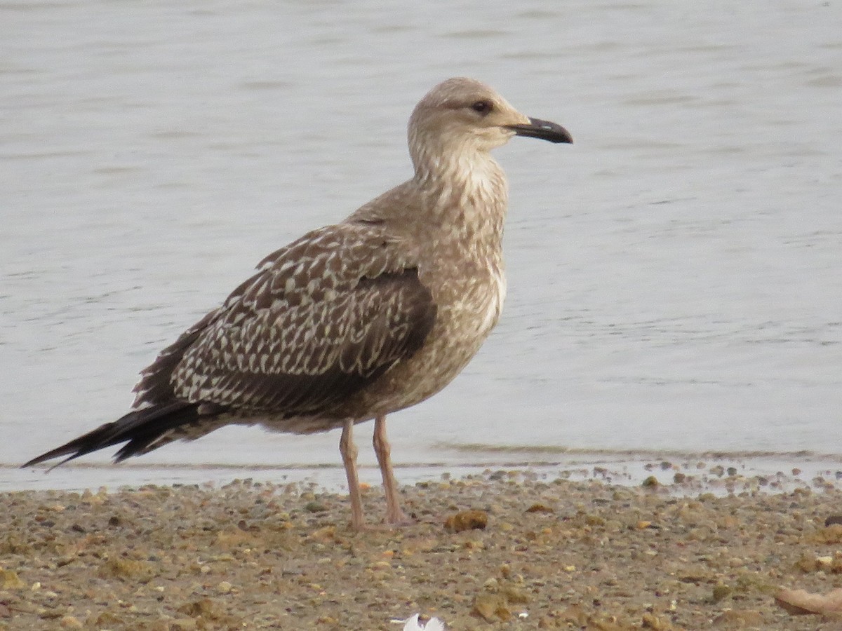 Lesser Black-backed Gull - ML609605996