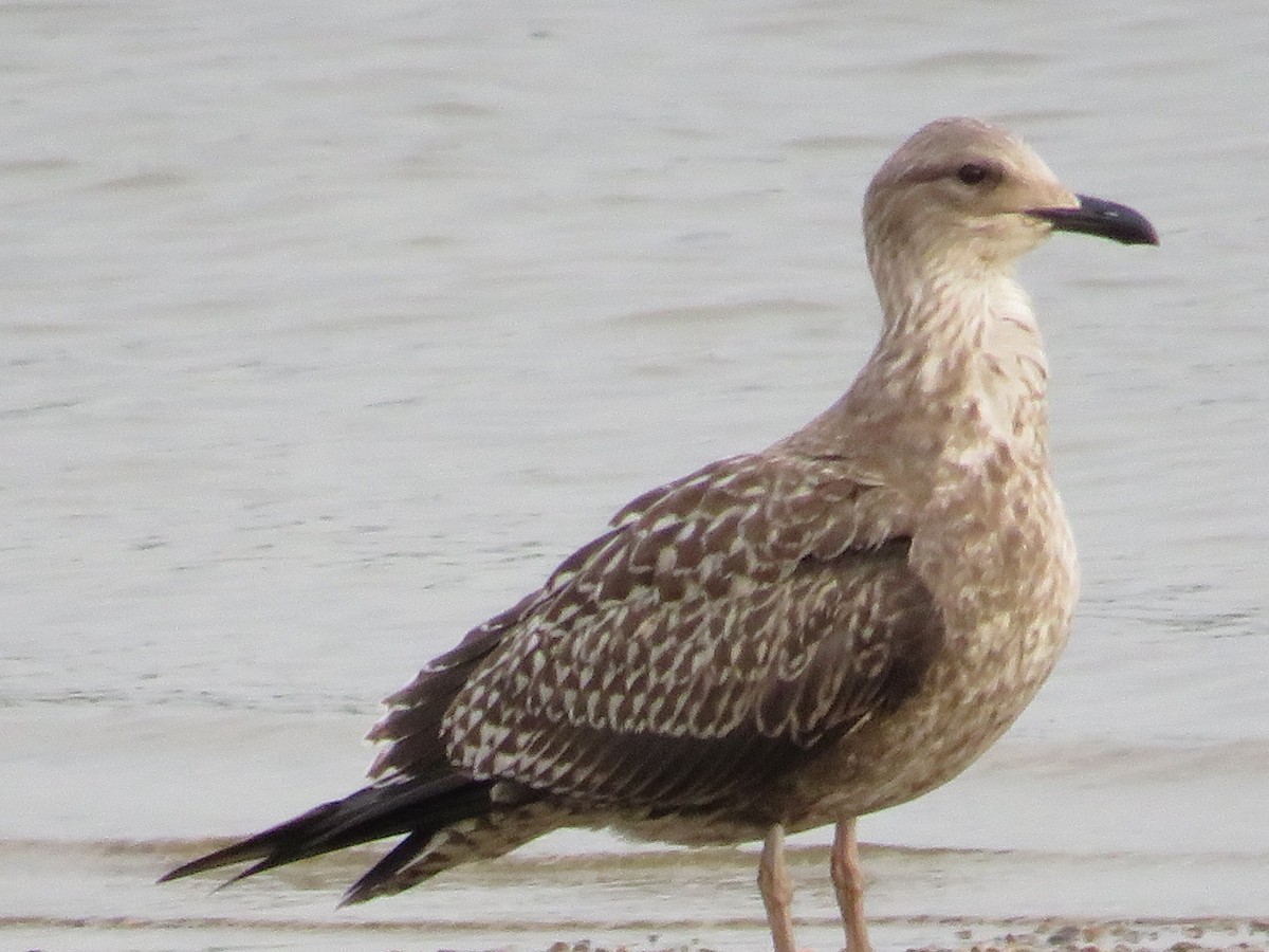 Gaviota Sombría - ML609605997