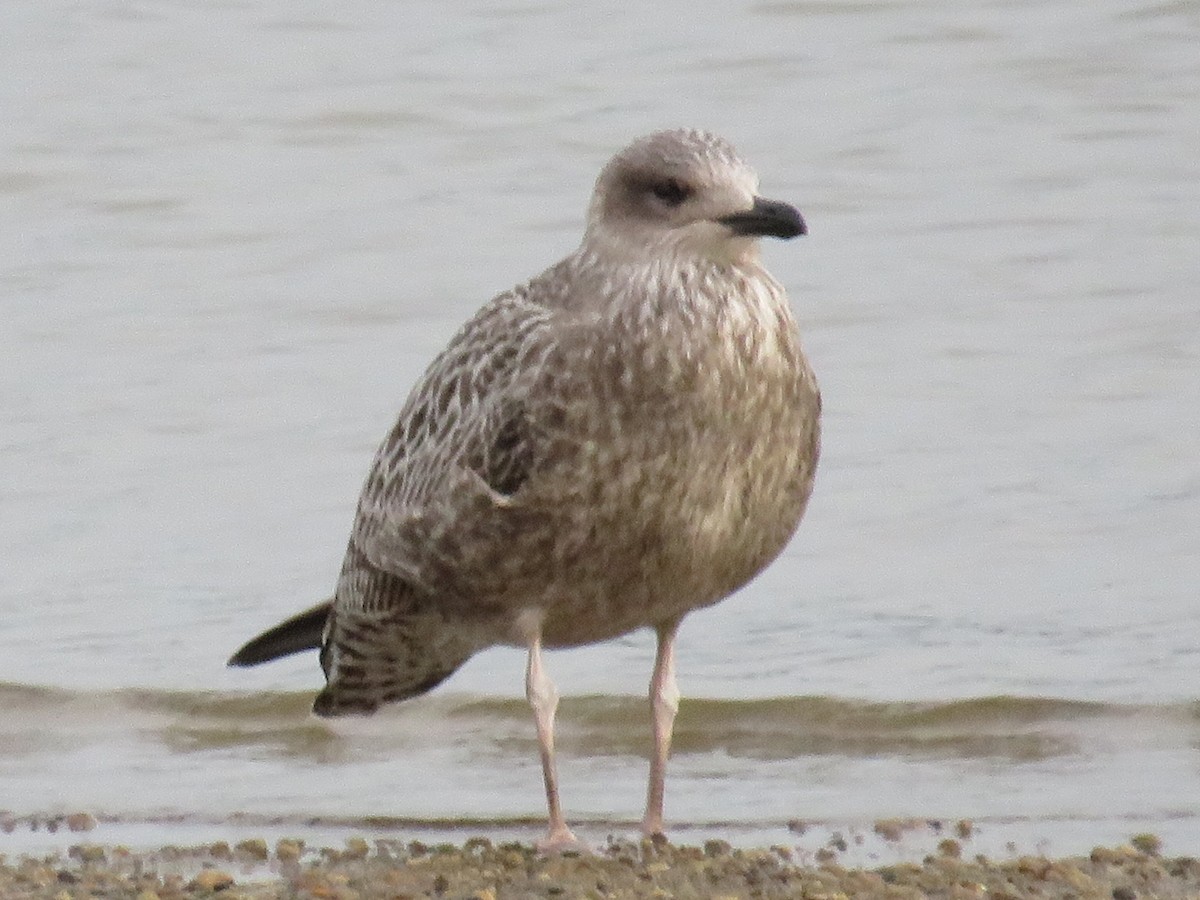 Gaviota Sombría - ML609605998