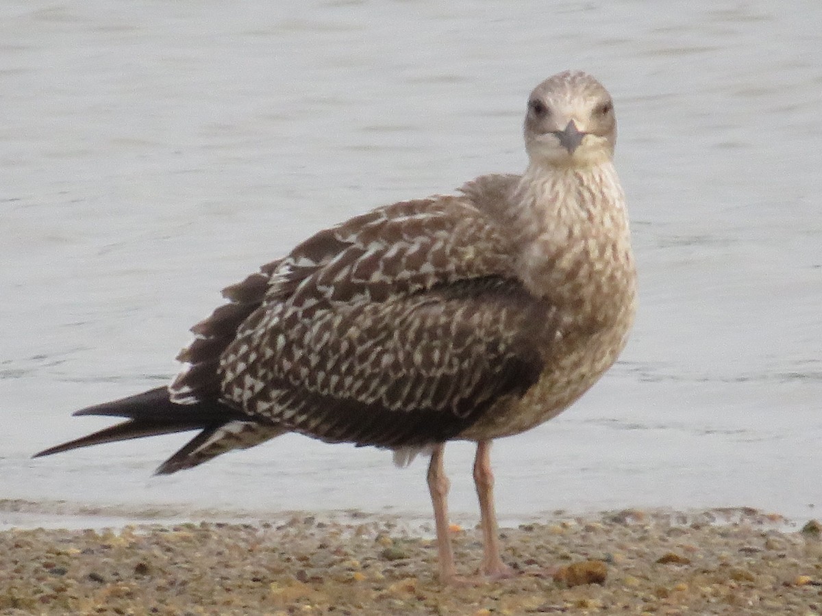 Gaviota Sombría - ML609605999