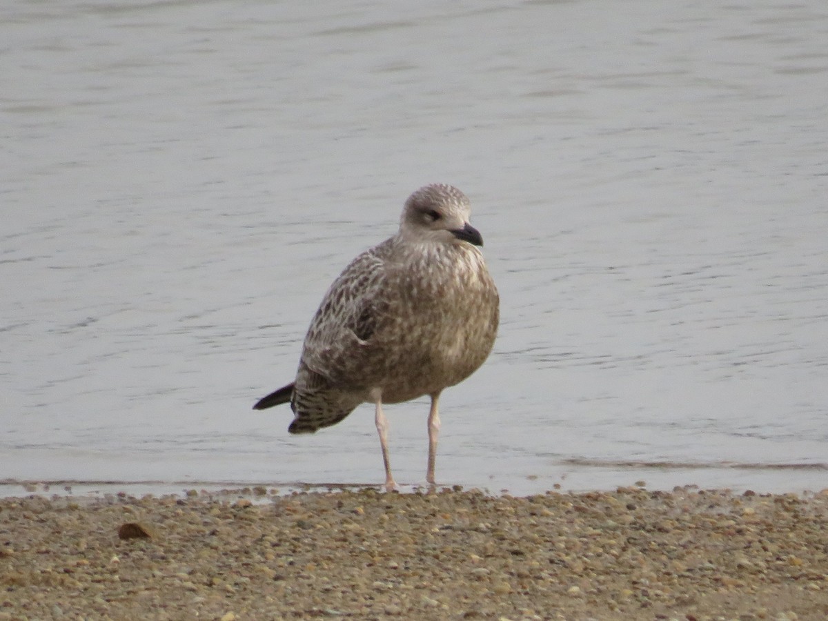 Lesser Black-backed Gull - ML609606000