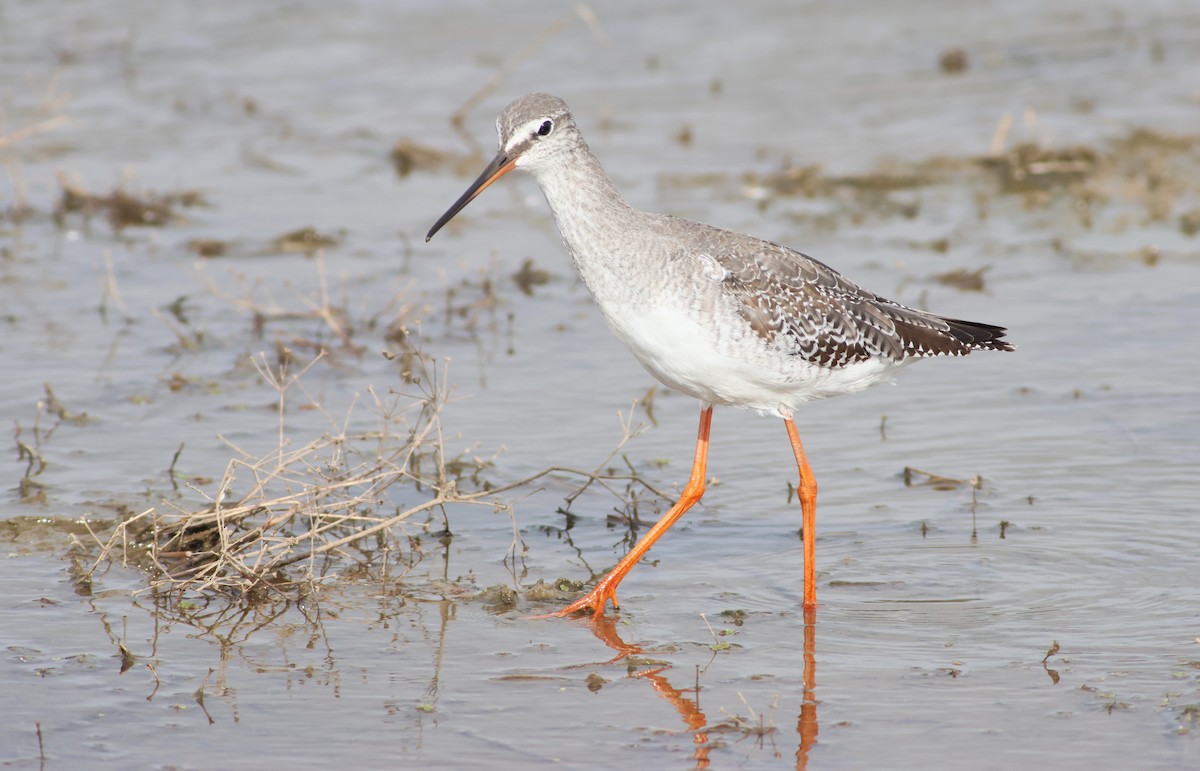 Spotted Redshank - ML609606006